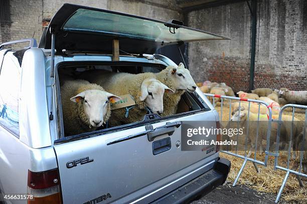 Sacrificial animals are seen during Eid al-Adha in the Schaerbeek district of Brussels where the population of Turks is high, Belgium, on October 4,...