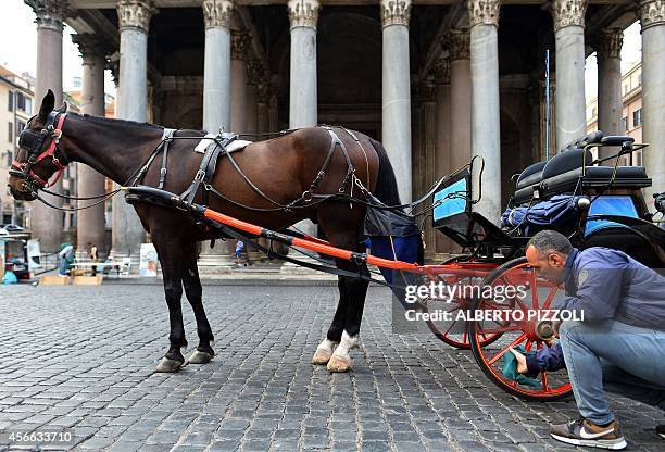 Angelo Sed, president of the Romans horse-drawn carriage drivers cleans his carriage as he waits for clients in front of the Pantheon on October 2,...