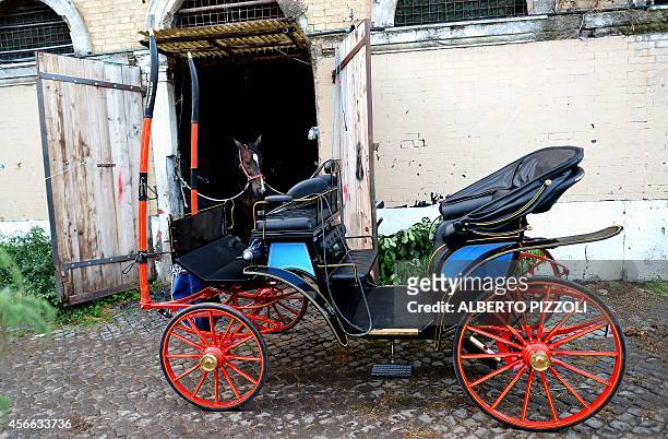Angelo Sed, president of the Romans horse-drawn carriage drivers , prepares his horse "Inventore" before a day of work on October 2, 2014 in Rome....