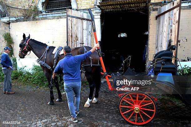 Angelo Sed , president of the Romans horse-drawn carriage drivers , prepares his horse "Inventore" before a day of work on October 2, 2014 in Rome....