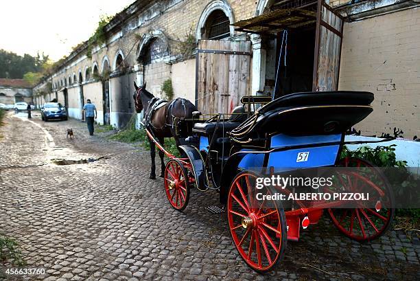 Picture shows "Inventore", the horse of Angelo Sed, president of the Romans horse-drawn carriage drivers , ready to leave the stable before a day of...