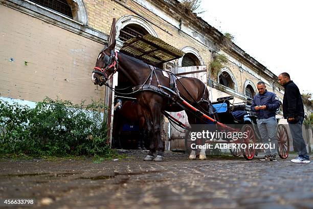 Angelo Sed , president of the Romans horse-drawn carriage drivers , stands next to his horse "Inventore" before a day of work on October 2, 2014 in...