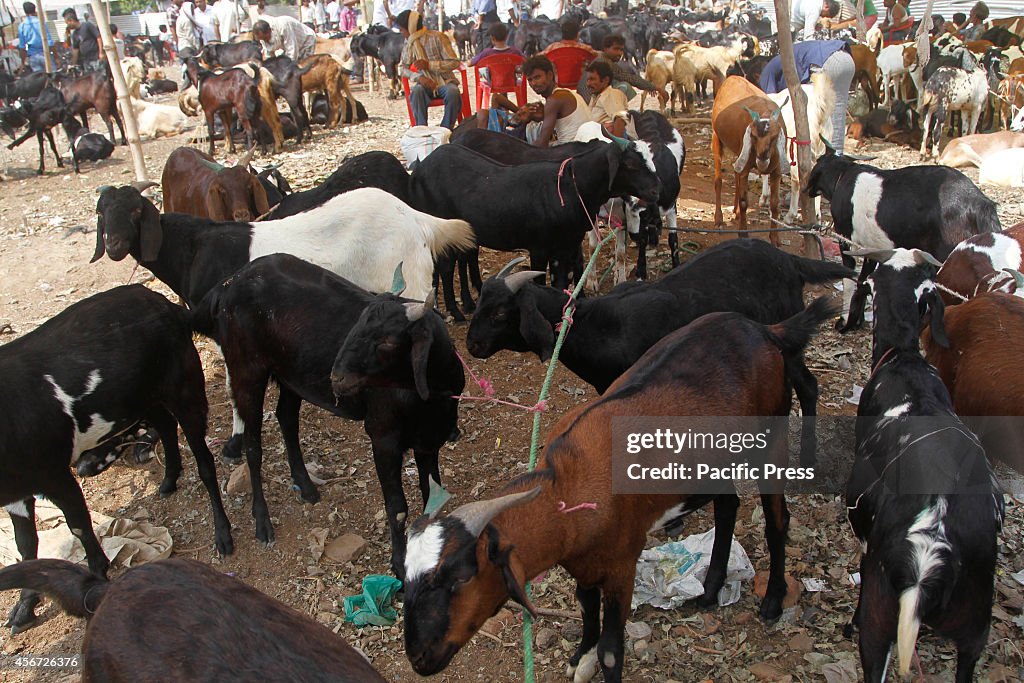 A Muslim vendor selling his goats at a makeshift market...