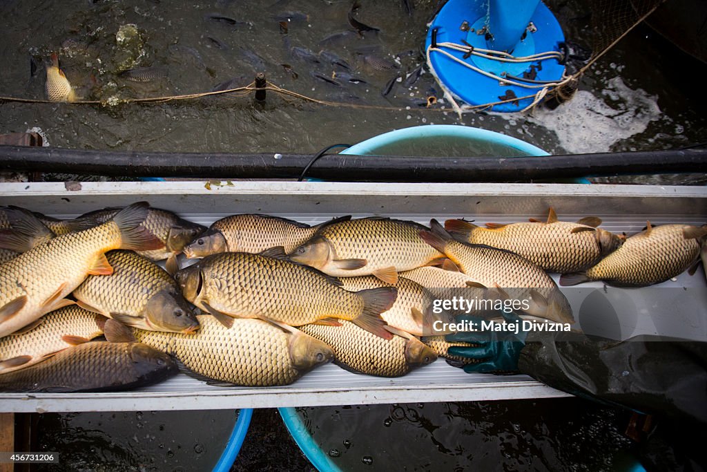 Annual Carp Harvest