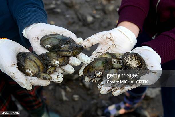 Environmental activist show mussels endangered by Vltava river water level decrease as they return stranded mussels into water on October 6, 2014 in...