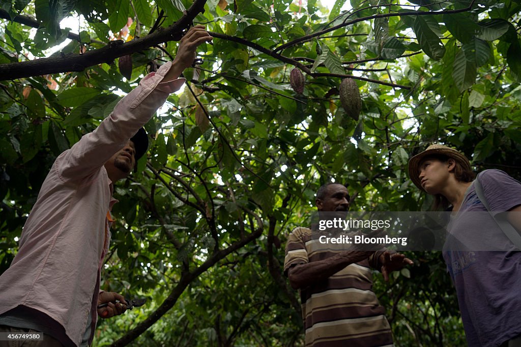 Cocoa Growers Aim To Replicate Success of High End Coffee Industry