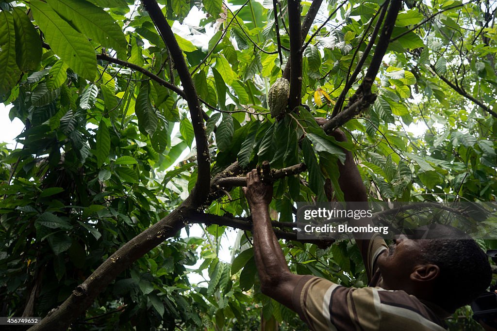 Cocoa Growers Aim To Replicate Success of High End Coffee Industry