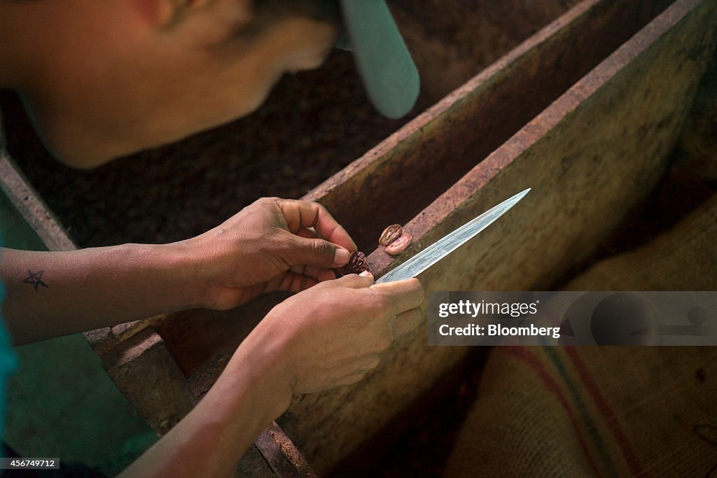 Cocoa Growers Aim To Replicate Success of High End Coffee Industry