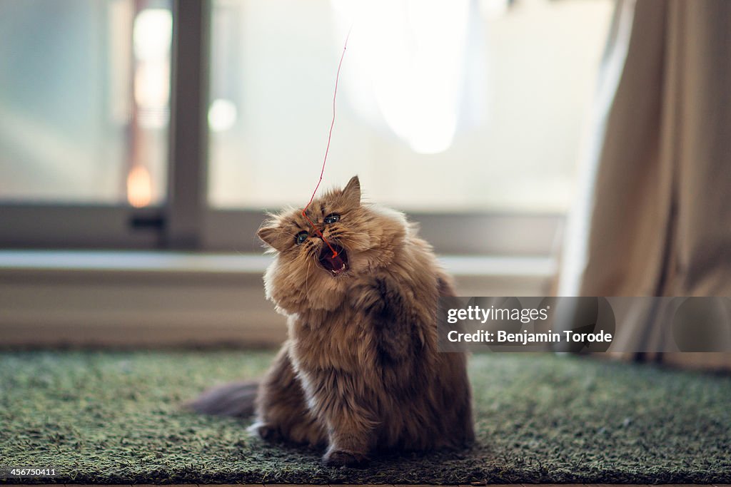 Cat Attack String Brown Persian Cat Attacking Red String High-Res Stock Photo - Getty Images
