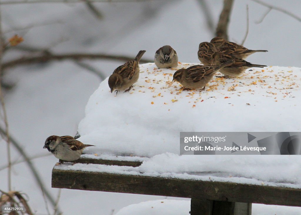 Bistro for birds