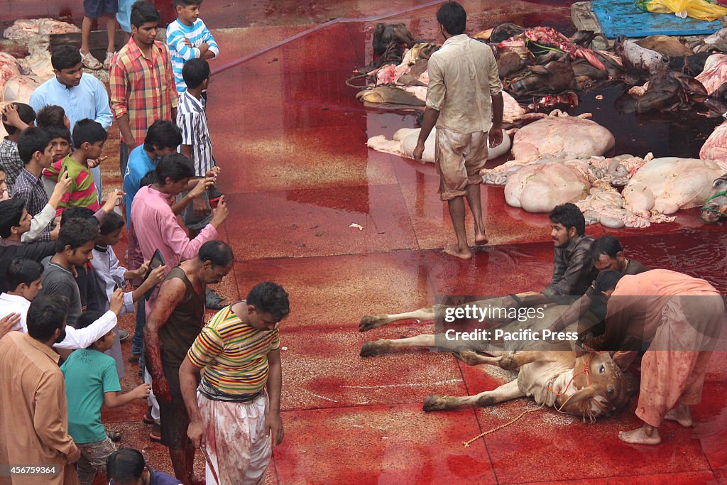 Eid al-Adha Catlle Slaughter ED WARNING GRAPHIC CONTENT