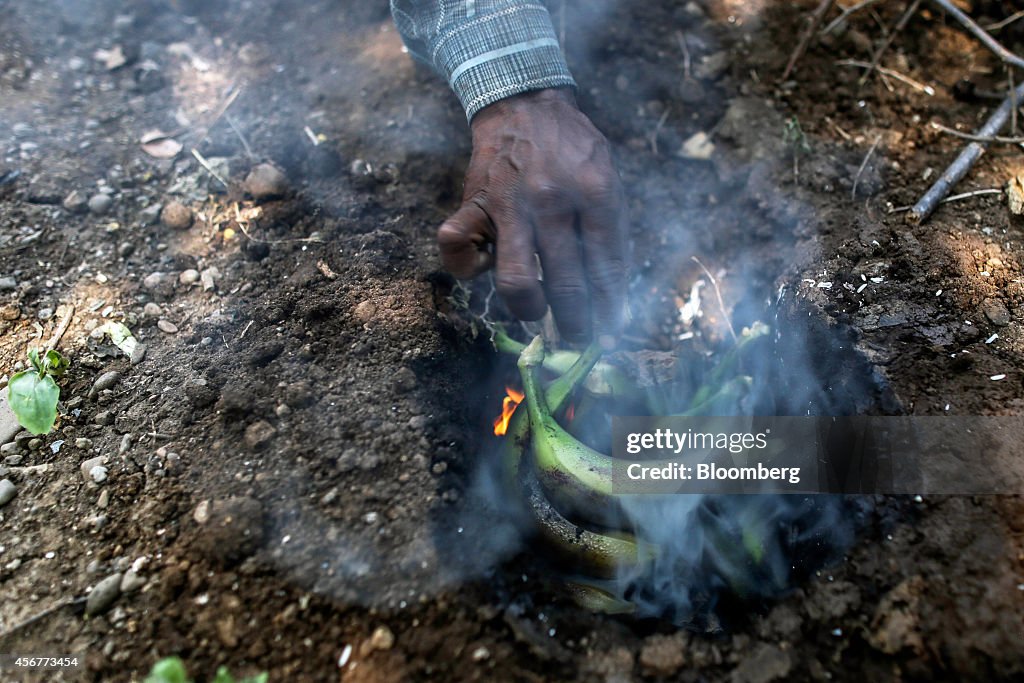 Banana Harvest As The Pick Up In Monsoon Rains Ease Price Concerns