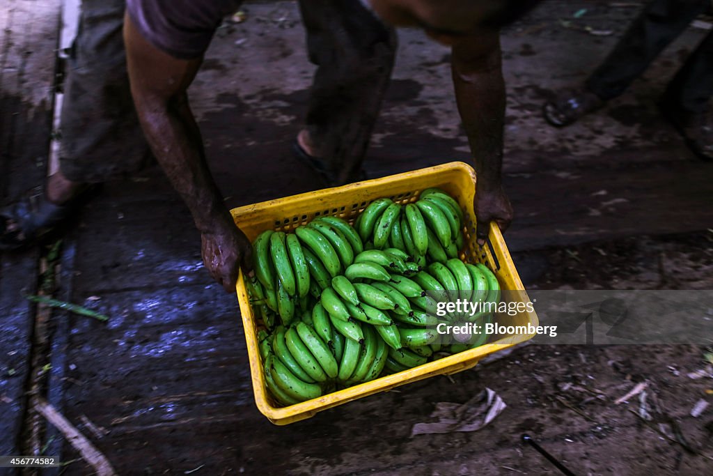 Banana Harvest As The Pick Up In Monsoon Rains Ease Price Concerns