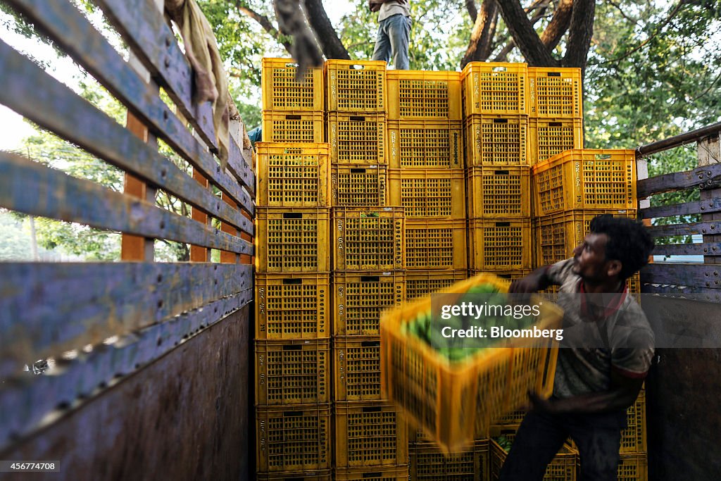 Banana Harvest As The Pick Up In Monsoon Rains Ease Price Concerns