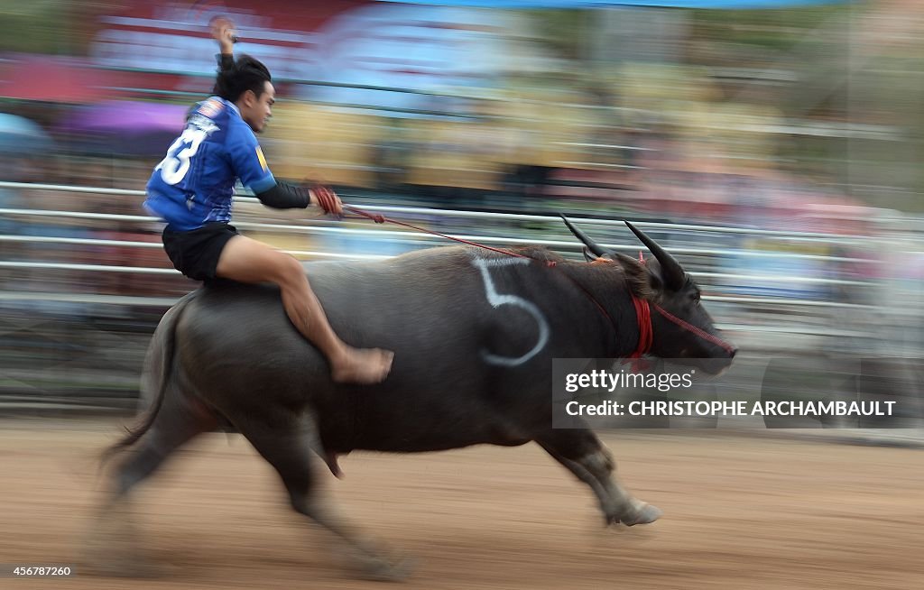 THAILAND-CULTURE-ANIMAL-OFFBEAT