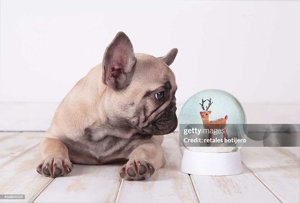 Puppy looking snowball