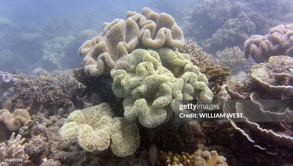 AUSTRALIA-CONSERVATION-REEF-ENVIRONMENT