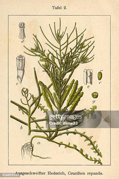 botanic fia v06 t02 crucifera repanda - botanik stock illustrations