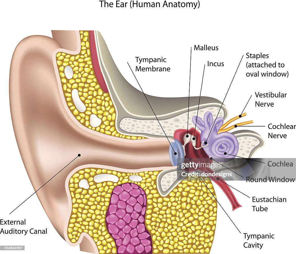 L'orecchio (Human Anatomy)