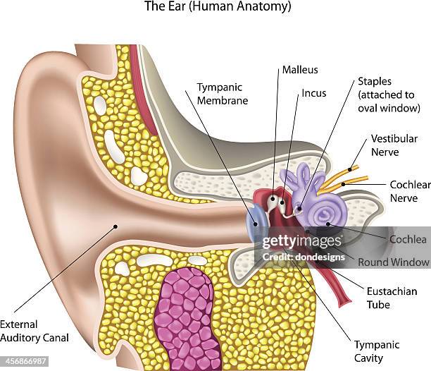ilustrações, clipart, desenhos animados e ícones de orelha humana anatomia () - central nervous system