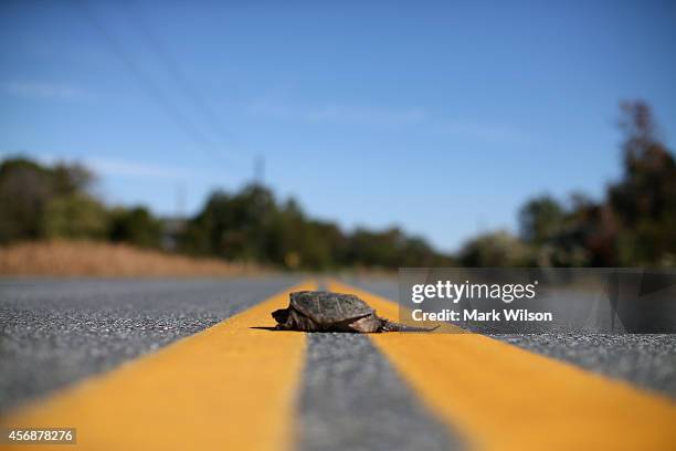 Snapping Turtle sits in the middle of the road October 8, 2014 in Hoopers Island, Maryland. Several islands in the Chesapeake Bay region are slowly...