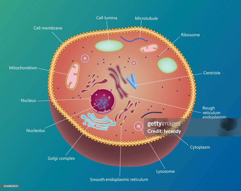 Cell Graphi Cell High-Res Vector Graphic - Getty Images