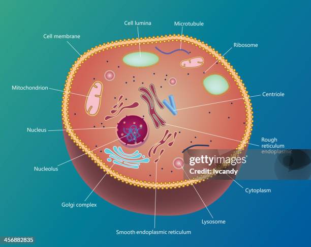 cell - cell structure stock illustrations