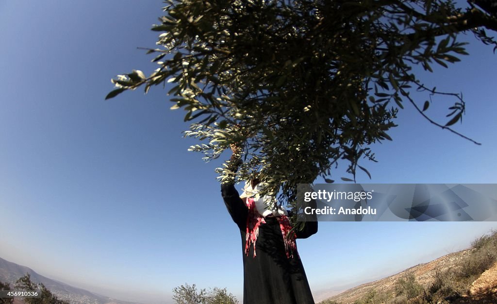 Olive Harvest in Nablus, West Bank
