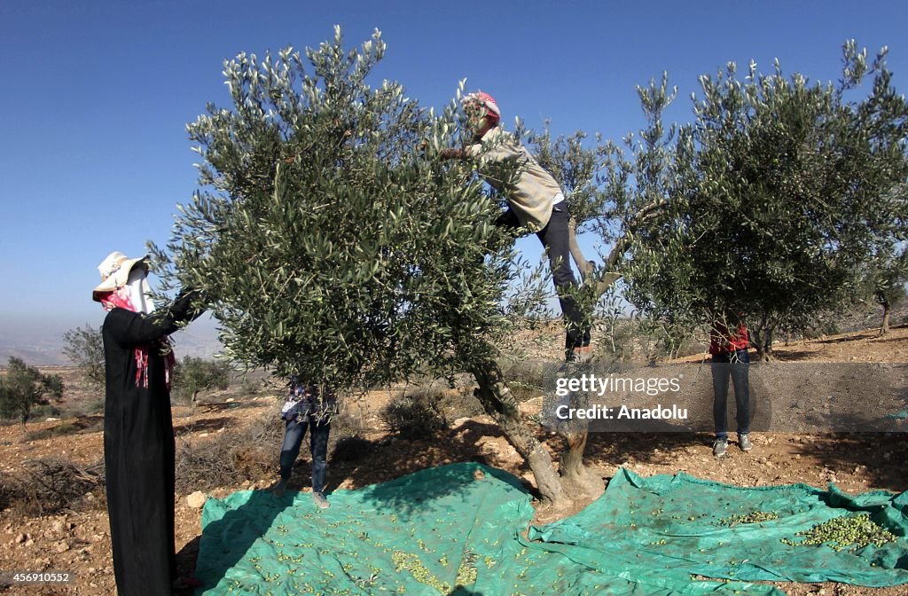 Olive Harvest in Nablus, West Bank