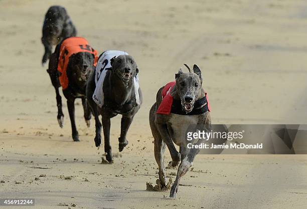 General view of Greyhounds racing at Coral Romford Greyhound Stadium on October 9, 2014 in Romford, England.