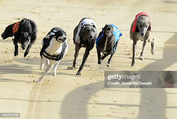 General view of Greyhounds racing at Coral Romford Greyhound Stadium on October 9, 2014 in Romford, England.