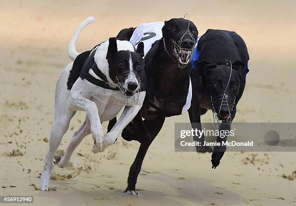 Graham Racing Dogs Romford Greyhound Racing Photos and Premium High Res Pictures - Getty ...