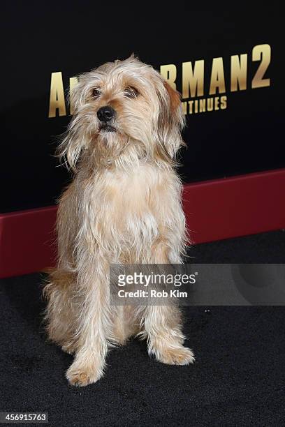 Baxter attends the "Anchorman 2: The Legend Continues" U.S. Premiere at Beacon Theatre on December 15, 2013 in New York City.
