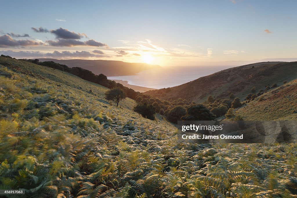 Valley of Ferns