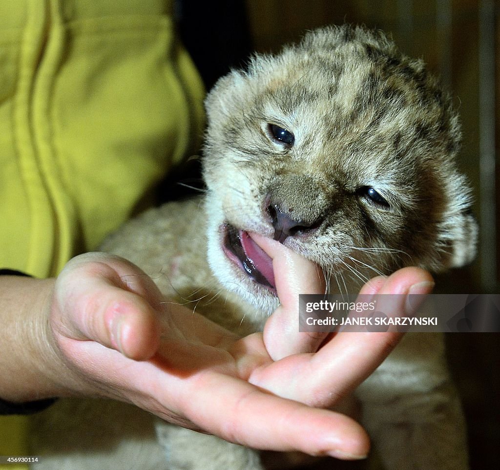 POLAND-ANIMAL-OFFBEAT