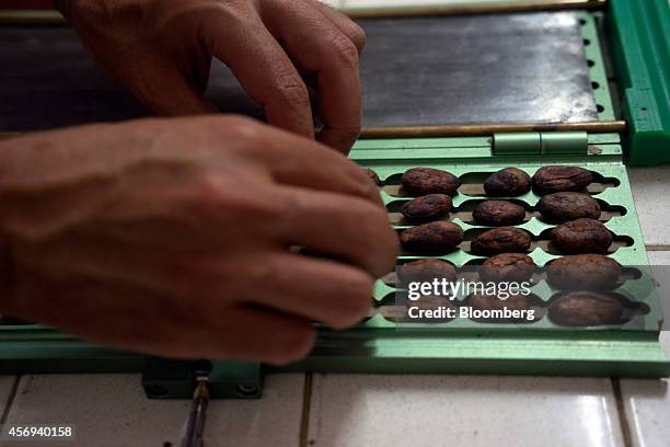 Worker does a test cut to check the quality of cacao beans from Boyaca, winner of the national cocoa contest "Concurso Cacao de Oro" organized by...