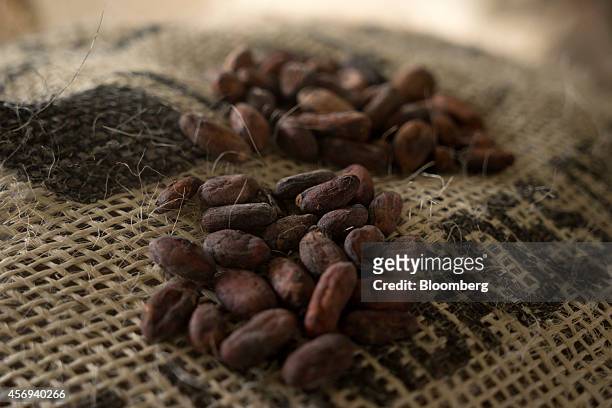 Cacao beans from Boyaca, winner of the national cocoa contest "Concurso Cacao de Oro" organized by Swiss-company and Proexport, are arranged for a...