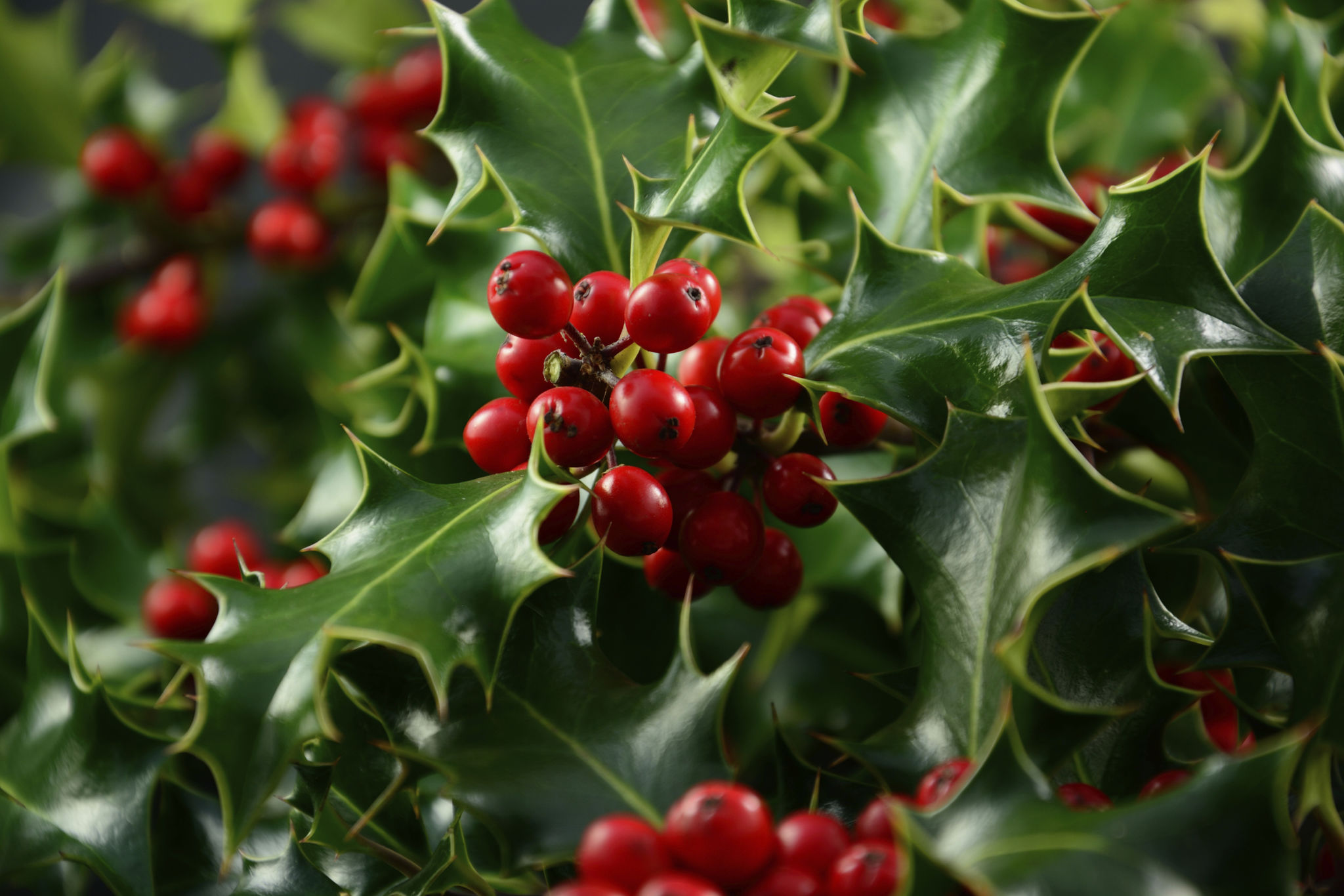 holly bush