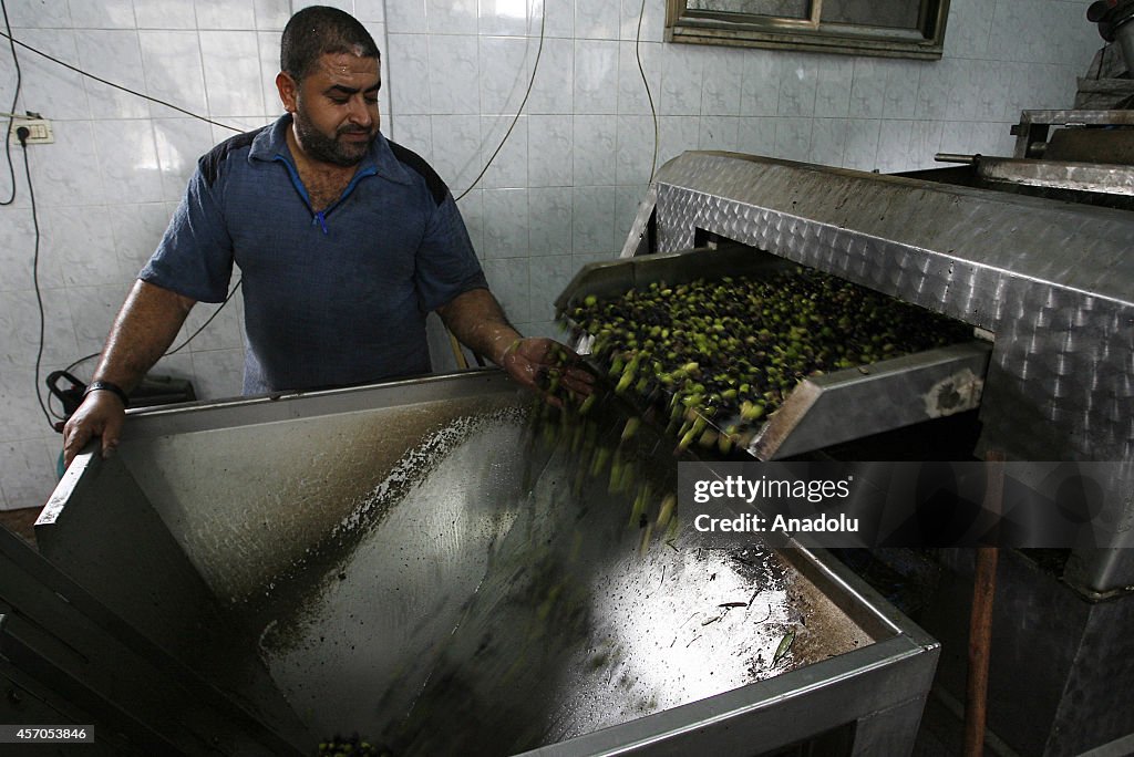 Annual olive harvest season starts in Rafah