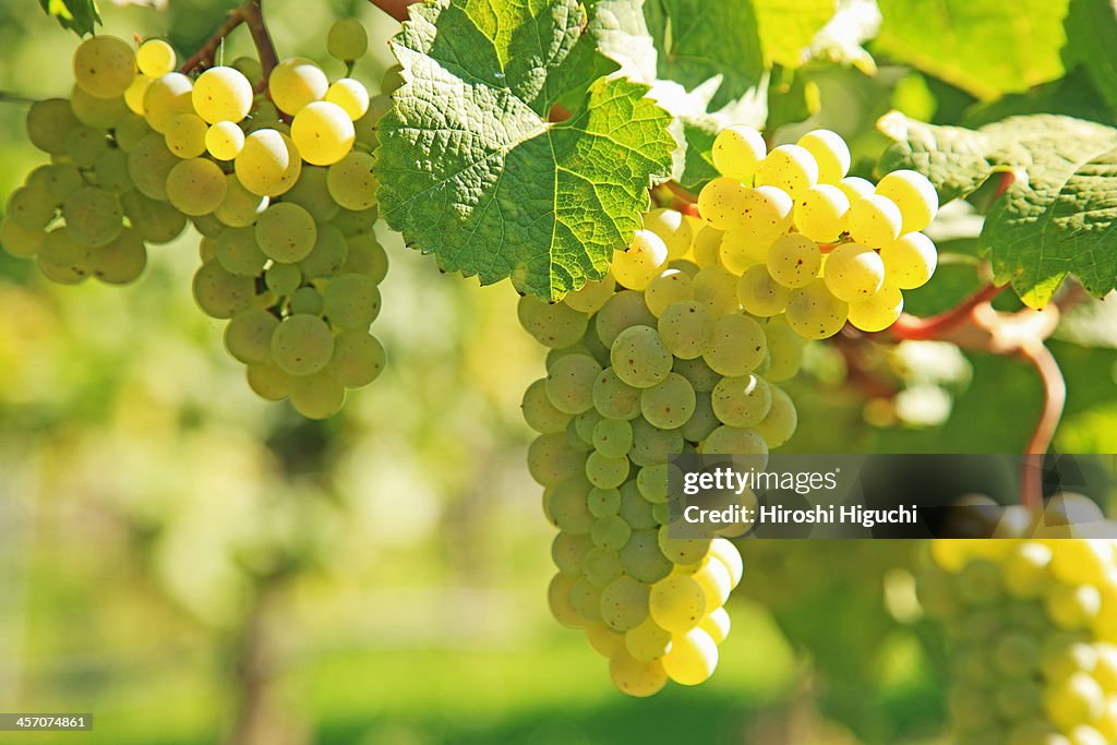 Vineyard, Grapes