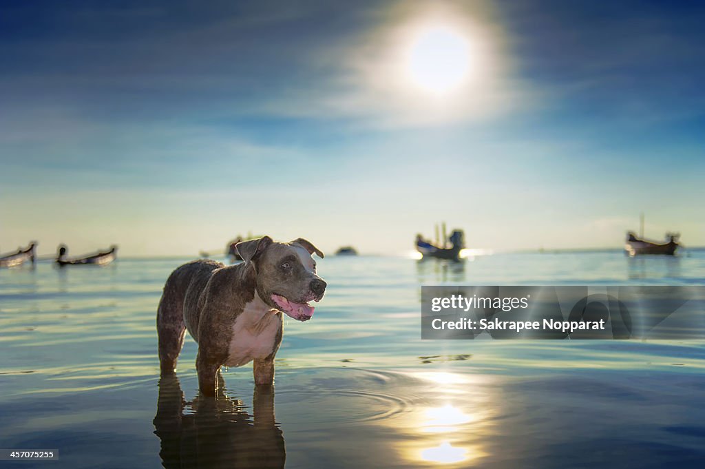 Dog in the sea on sunset.
