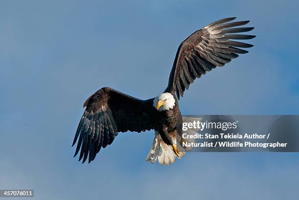 bald eagle in flight - spread wings stock pictures, royalty-free photos & images