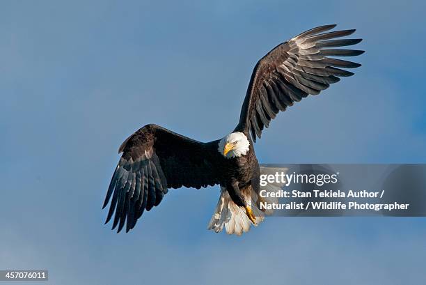 bald eagle in flight - spread wings - fotografias e filmes do acervo