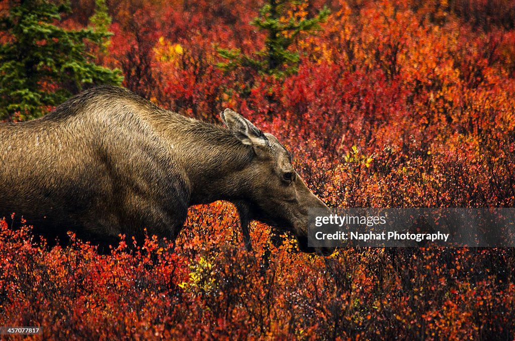 Moose in Denali