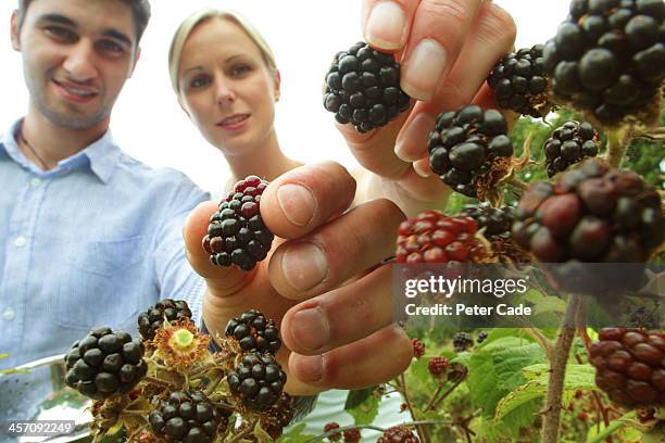 couple picking blackberries - blackberry stock pictures, royalty-free photos & images