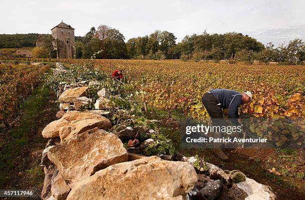 Workers tend to the wines in a vineyard in Gevrey-Chambertin on October 10, 2014 in Gevrey-Chambertin, France. In the village of Gevrey-Chambertin in...
