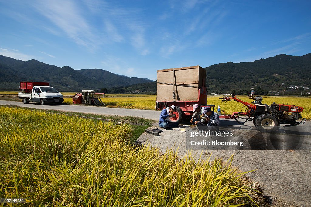 Rice Harvest In South Korea Ahead Of Import And Export Price Indices