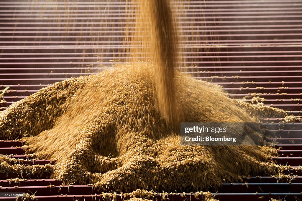 Rice Harvest In South Korea Ahead Of Import And Export Price Indices