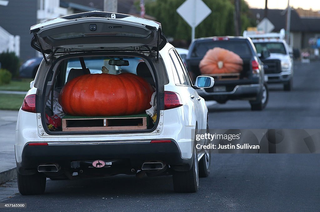 Annual Heavyweight Pumpkin Contest Held In Half Moon Bay