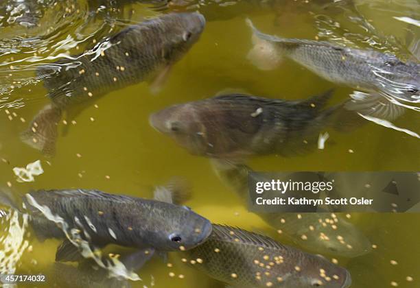 The deputies have two kind of fish in use: the Tilapia and Plecostomus fish. Sheriff deputies at the Denver County Jail at 10500 E. Smith Road in...